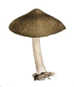 Brown and Cream Mushroom