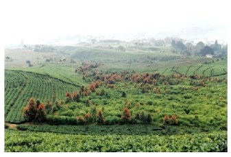 Cinnamon Trees in Indonesia