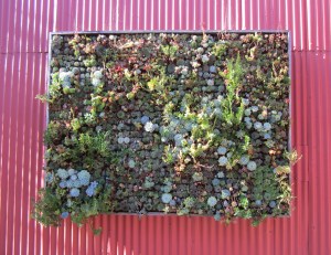 Vertical Garden on Metal Wall